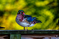 Vibrant Wood Duck on Wooden Fence