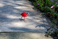 Scarlet Ibis on a Path