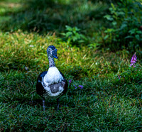Muscovy Duck on Green Grass