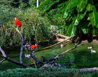 Scarlet Ibis and Ducks in a Green Pond