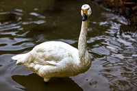 Whooper Swan in Water