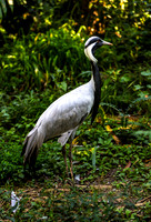 Demoiselle Crane in Green Foliage
