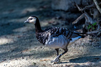 Barnacle Goose Standing on Sandy Ground
