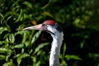 Sandhill Crane Head and Neck Profile