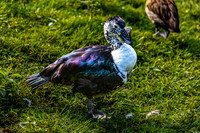 White-Winged Wood Duck on Grass
