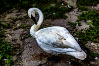 Elegant Trumpeter Swan Standing on Ground