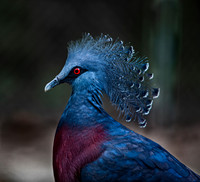 Sylvan Heights Bird Sanctuary NC
