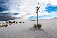 Desert Plant in White Sands National Park
