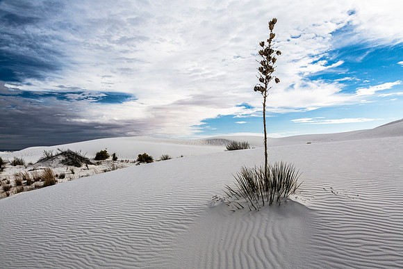 Desert Plant in White Sands National Park