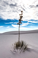 Yucca Plant in White Sands Desert