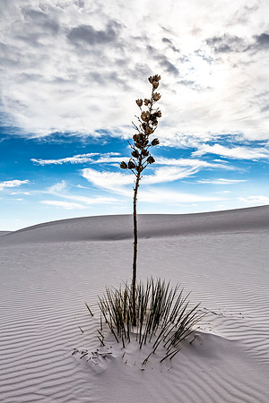 Yucca Plant in White Sands Desert
