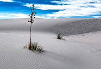 Yucca plant in white sand dunes