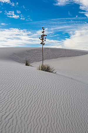 Yucca Plant in White Sand Dunes