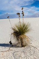 Yucca Plant in White Sands Desert