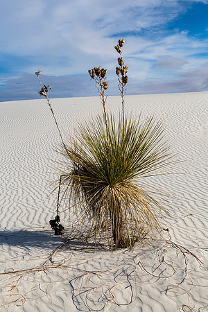 Yucca Plant in White Sands Desert