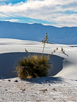 Desert Plant in White Sands with Mountains