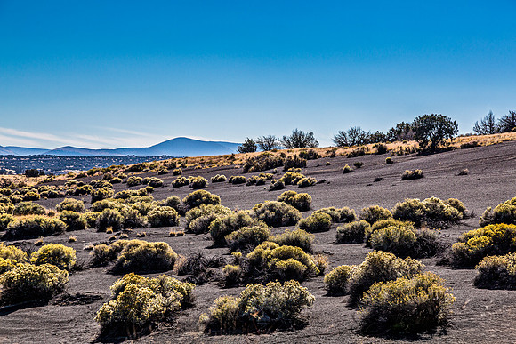 Desert Landscape with Shrubs