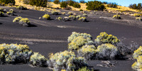 Sagebrush and Volcanic Ash Landscape