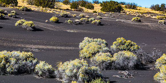 Sagebrush and Volcanic Ash Landscape