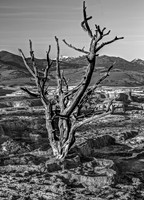 Dead Tree in Barren Landscape with Mountains