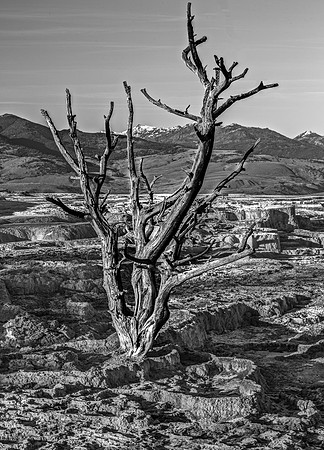 Dead Tree in Barren Landscape with Mountains