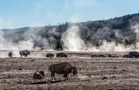 Bison in Geothermal Landscape