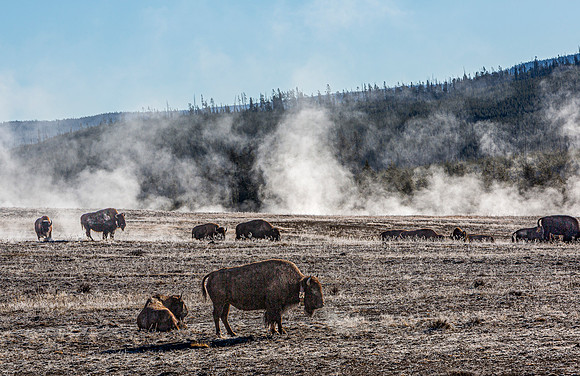 Bison in Geothermal Landscape