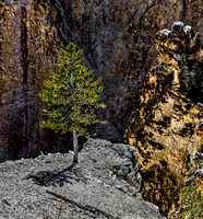 Lone Pine Tree in Rocky Landscape