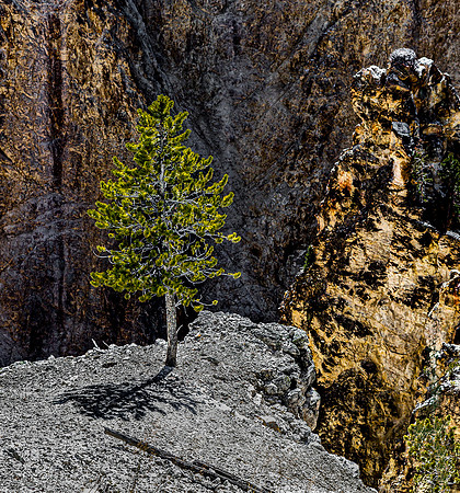 Lone Pine Tree in Rocky Landscape