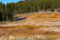 Autumn Meadow and Pine Forest Landscape