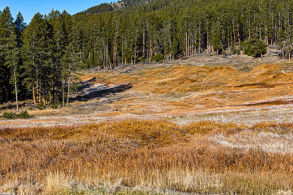 Autumn Meadow and Pine Forest Landscape