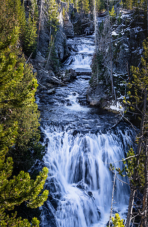 Cascading Waterfalls in Pine Forest