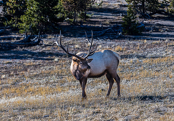 Bull Elk in Autumn Field