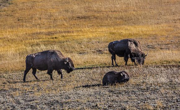 American Bison Grazing in Field