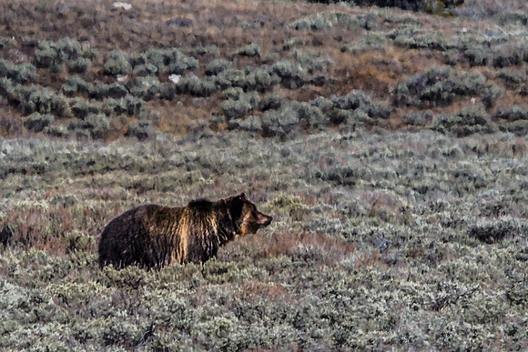 Grizzly Bear Foraging in Sagebrush Field