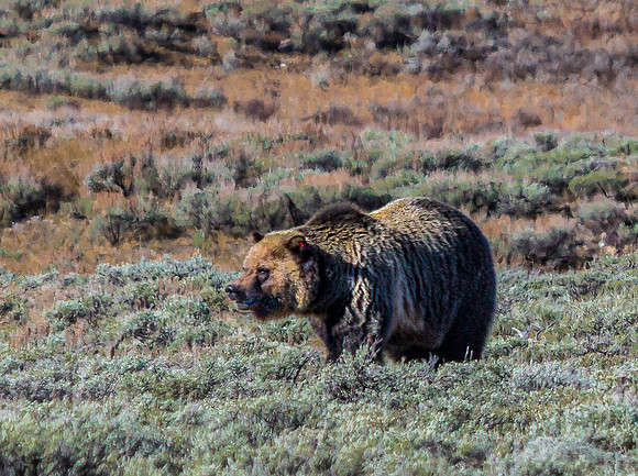 Grizzly Bear in Sagebrush Field