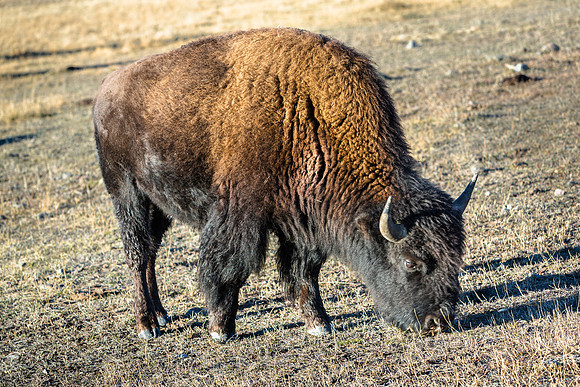 American Bison Grazing