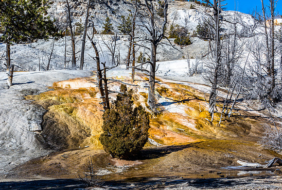 Colorful Mineral Deposits and Barren Trees