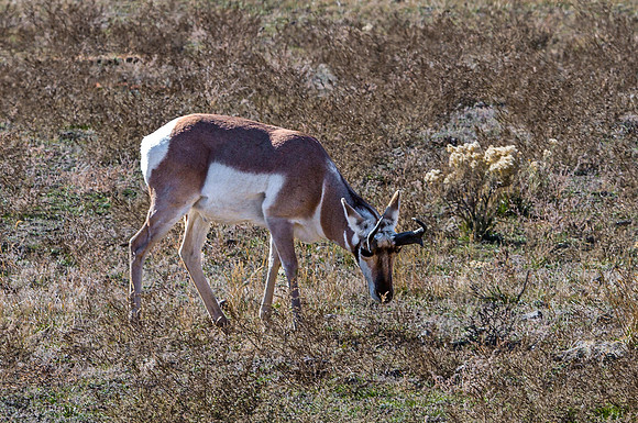Pronghorn Grazing in Field