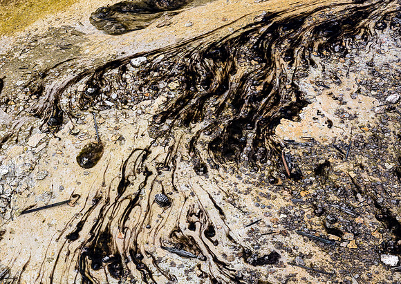 Organic Matter and Rocks on Textured Surface