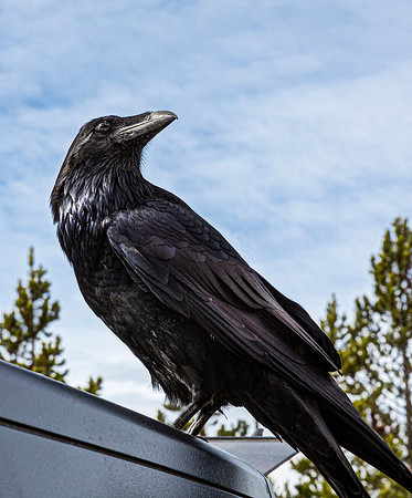 Raven Perched Outdoors