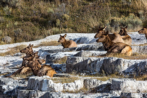Elk Herd Resting on Terraced Landscape