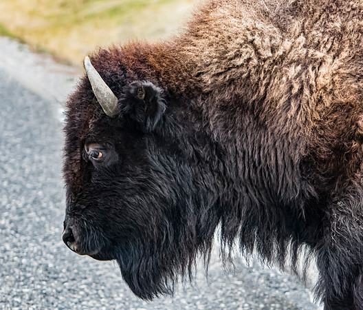American Bison Profile Near Road