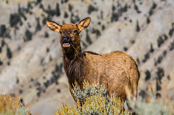 Elk on a Dry Hillside