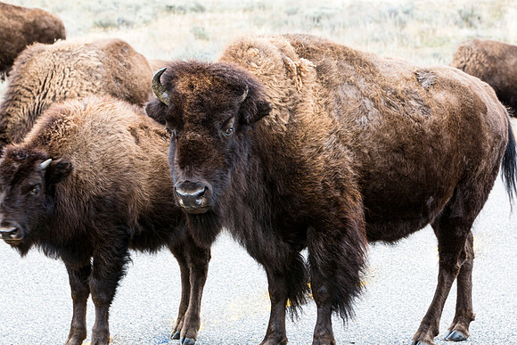 American Bison on Road
