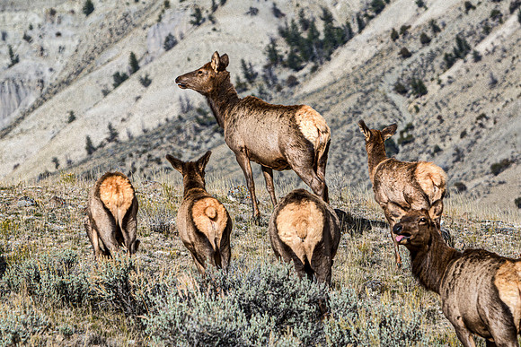 Elk Herd on Mountain Hillside