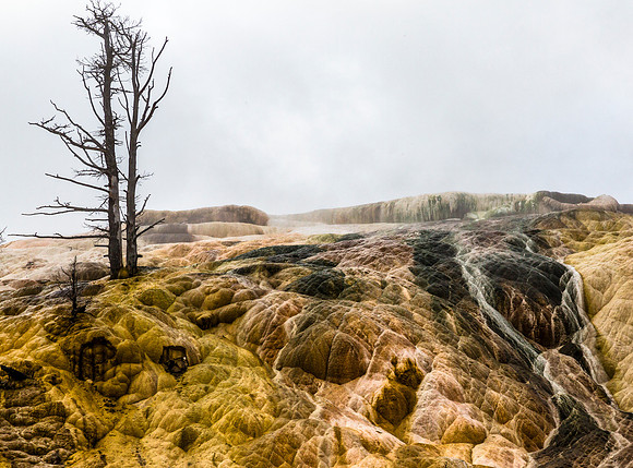 Barren Trees and Terraced Travertine Formations