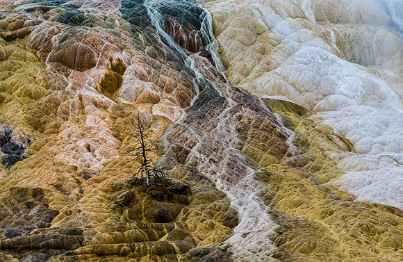 Terraced Geothermal Formation with Lone Tree