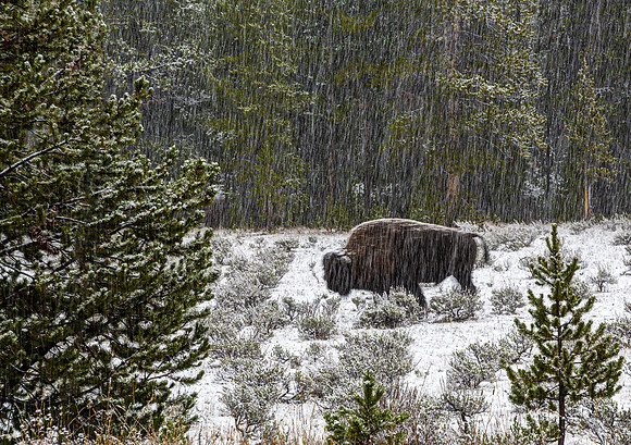 American Bison in Snowy Field