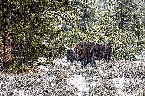 Bison in Snowy Woods